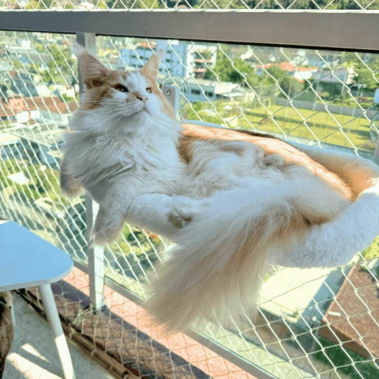 Caminha Cat Glass™