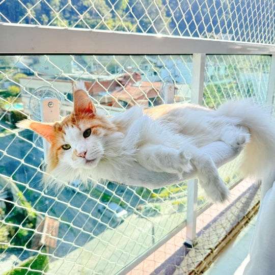 Caminha Cat Glass™