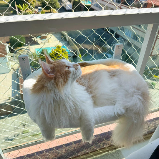 Caminha Cat Glass™